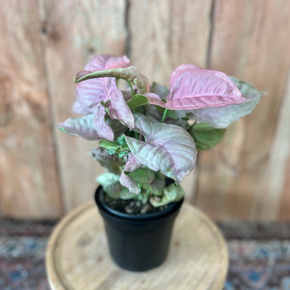 Syngonium Pink Neon