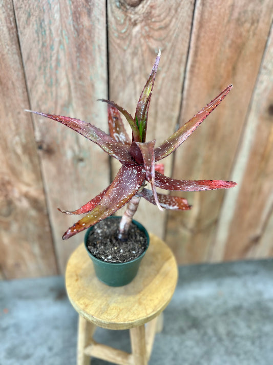 Aloe petrophila (Red Aloe)