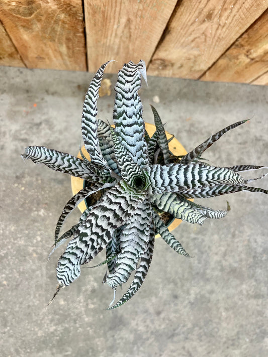 Cryptanthus 'Absolute Zero'