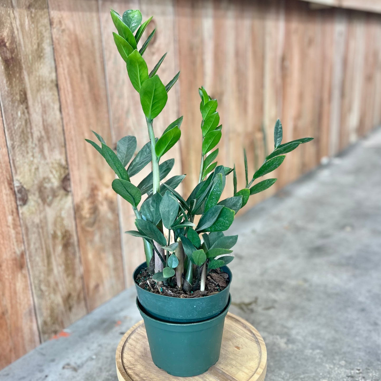 ZZ Plant (Zamioculcas zamiifolia)