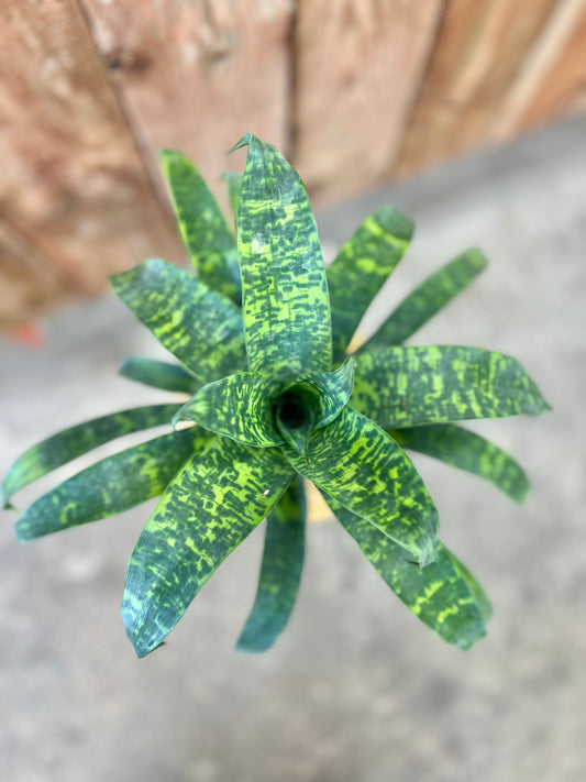 Bromeliad-Vriesea Ospinae Gruberii