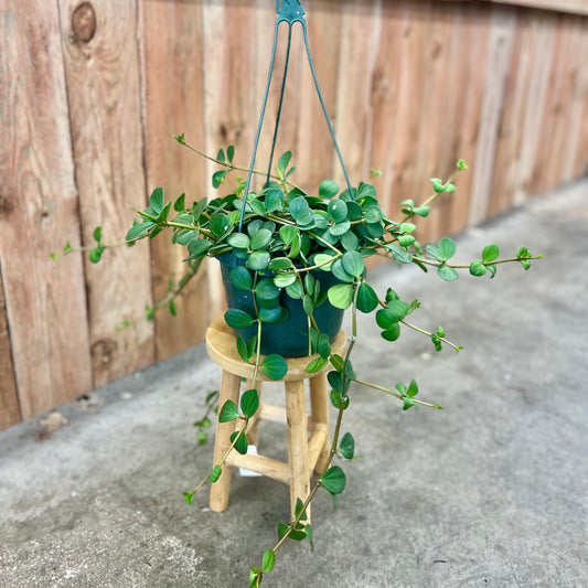 Peperomia tetraphylla 'Hope'