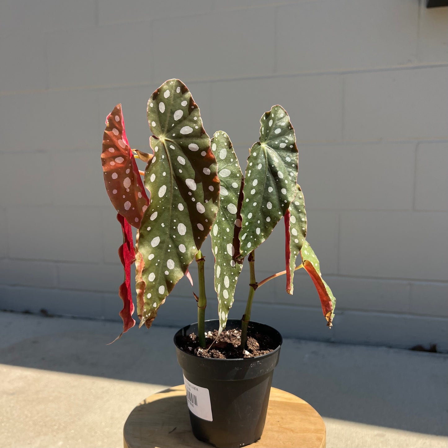 Begonia Maculata