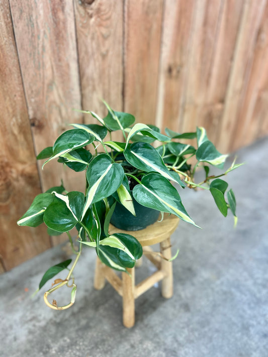 Philodendron Silver Stripe