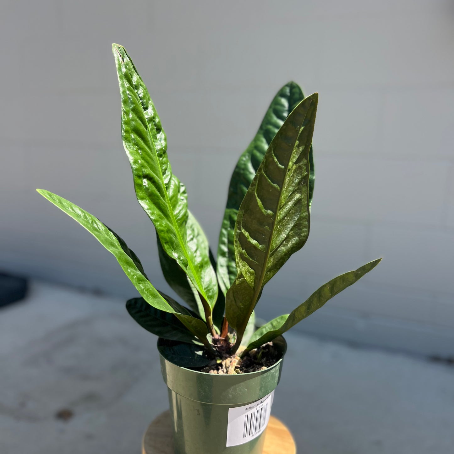 Anthurium Superbum