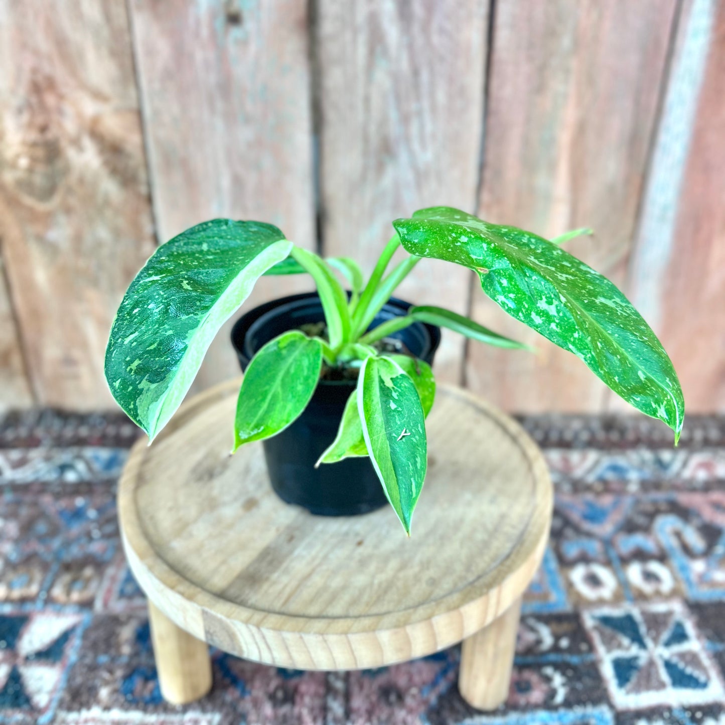 Philodendron Jose Buono