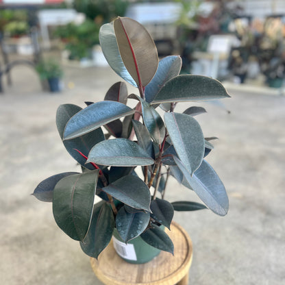 Ficus Elastica Burgundy