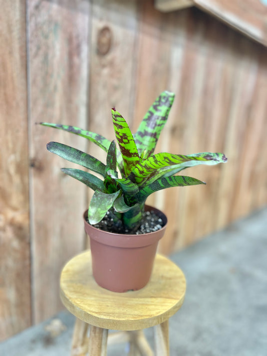 Bromeliad-Neoregelia Guacamole