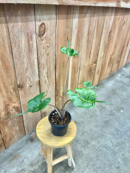 Alocasia-Stingray