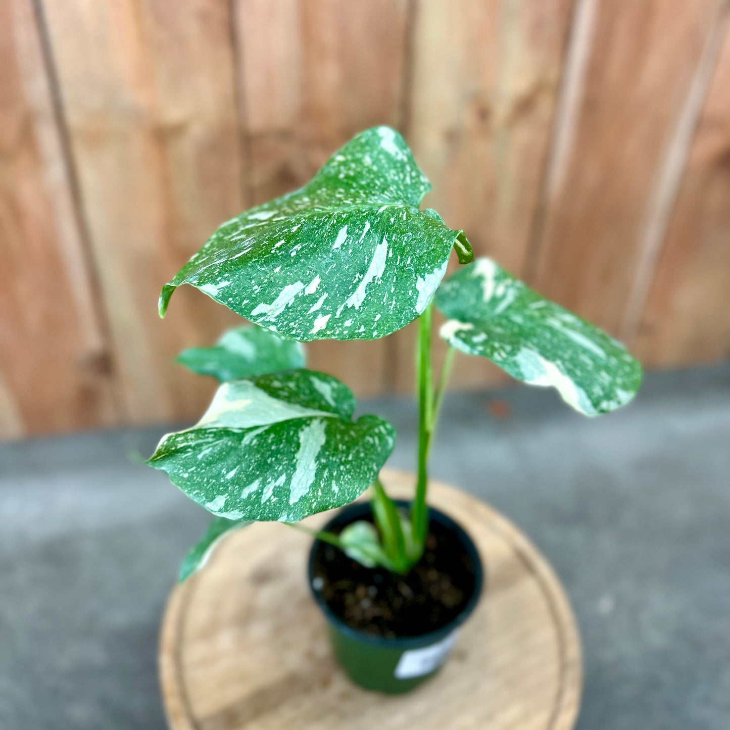 Monstera Thai Constellation