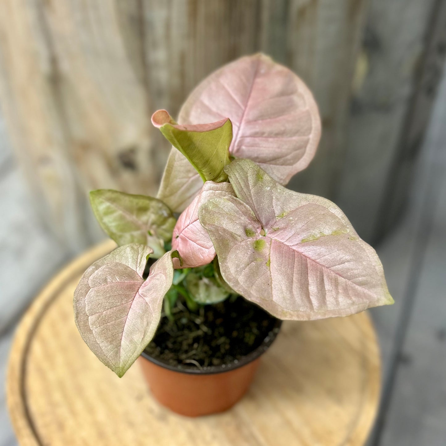 Syngonium Pink Neon