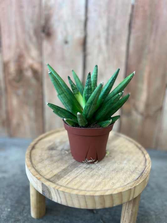 Sansevieria Hedgehog