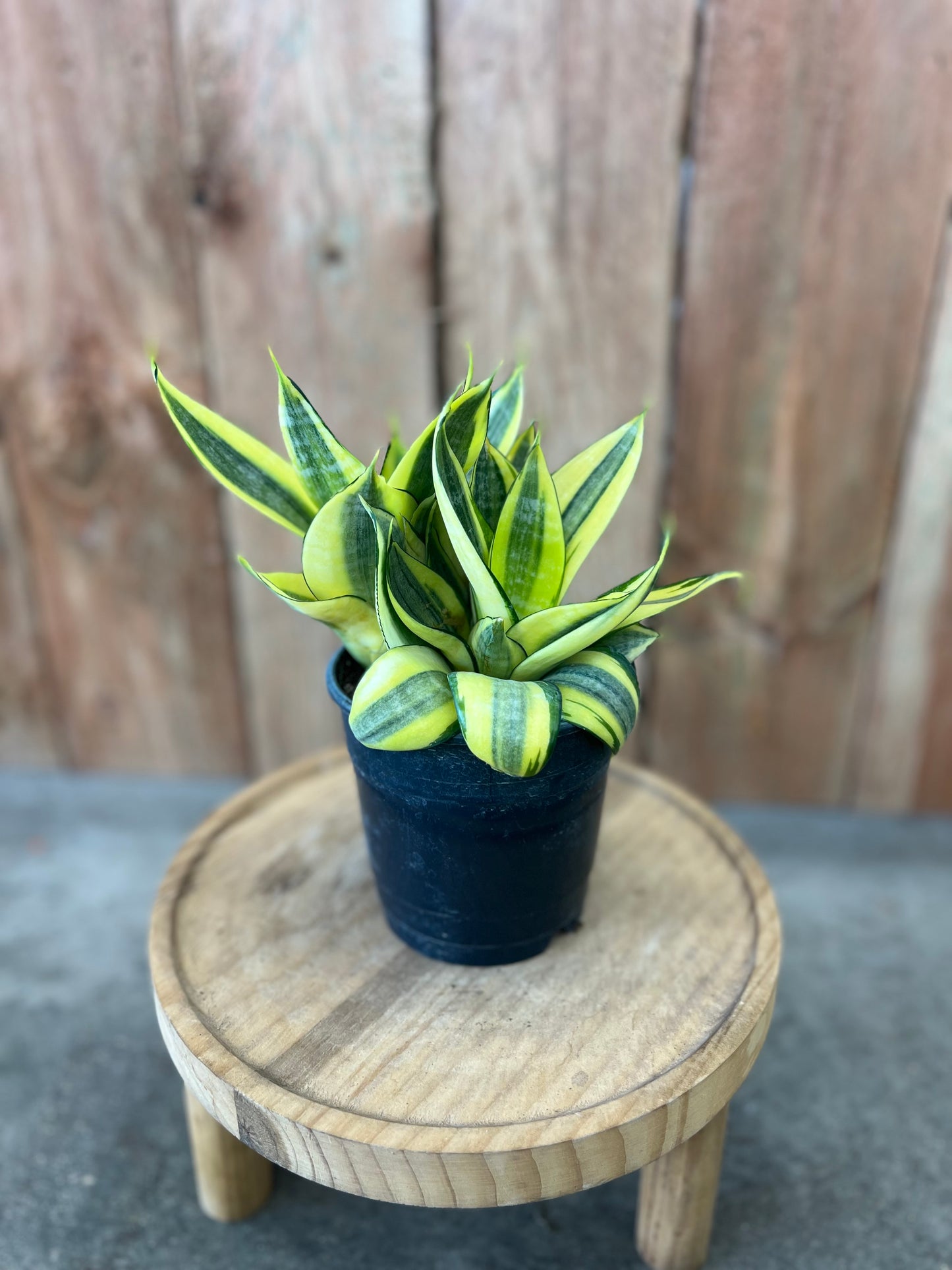 Sansevieria Hahnii