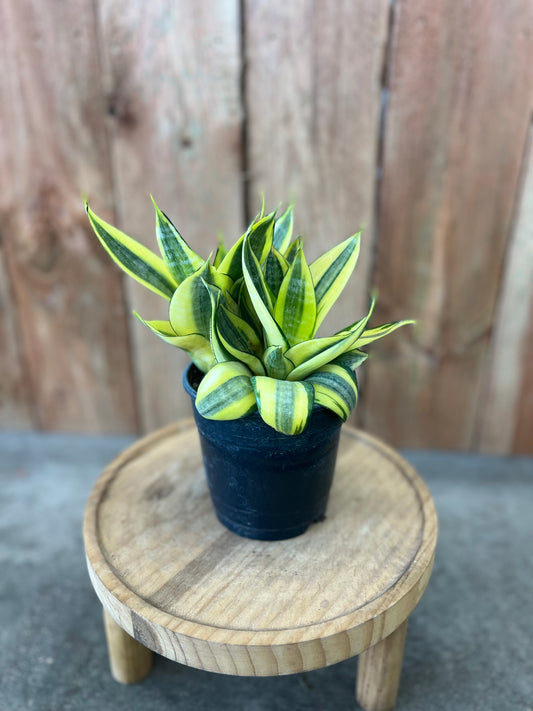 Sansevieria Hahnii