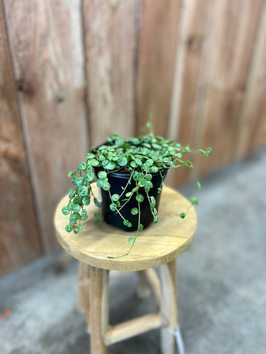 Peperomia-String of Turtles