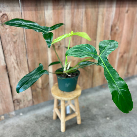 Philodendron Bette Waterbury 69686