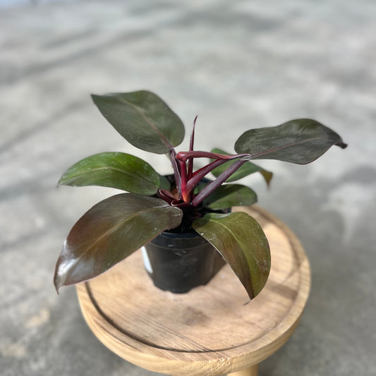Philodendron 'McColley's Finale'