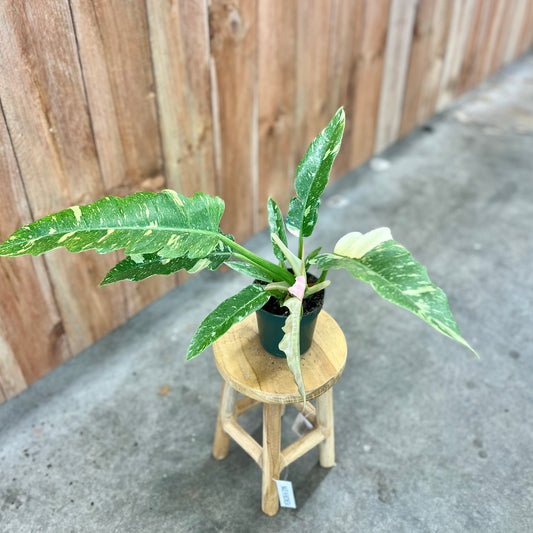 Philodendron 'Ring of Fire'