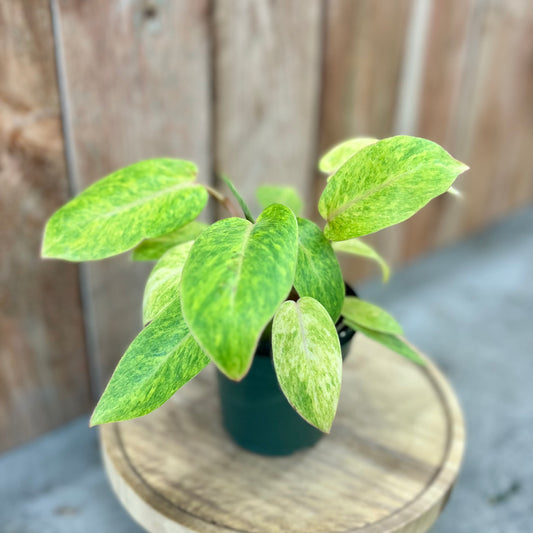 Philodendron 'Painted Lady'
