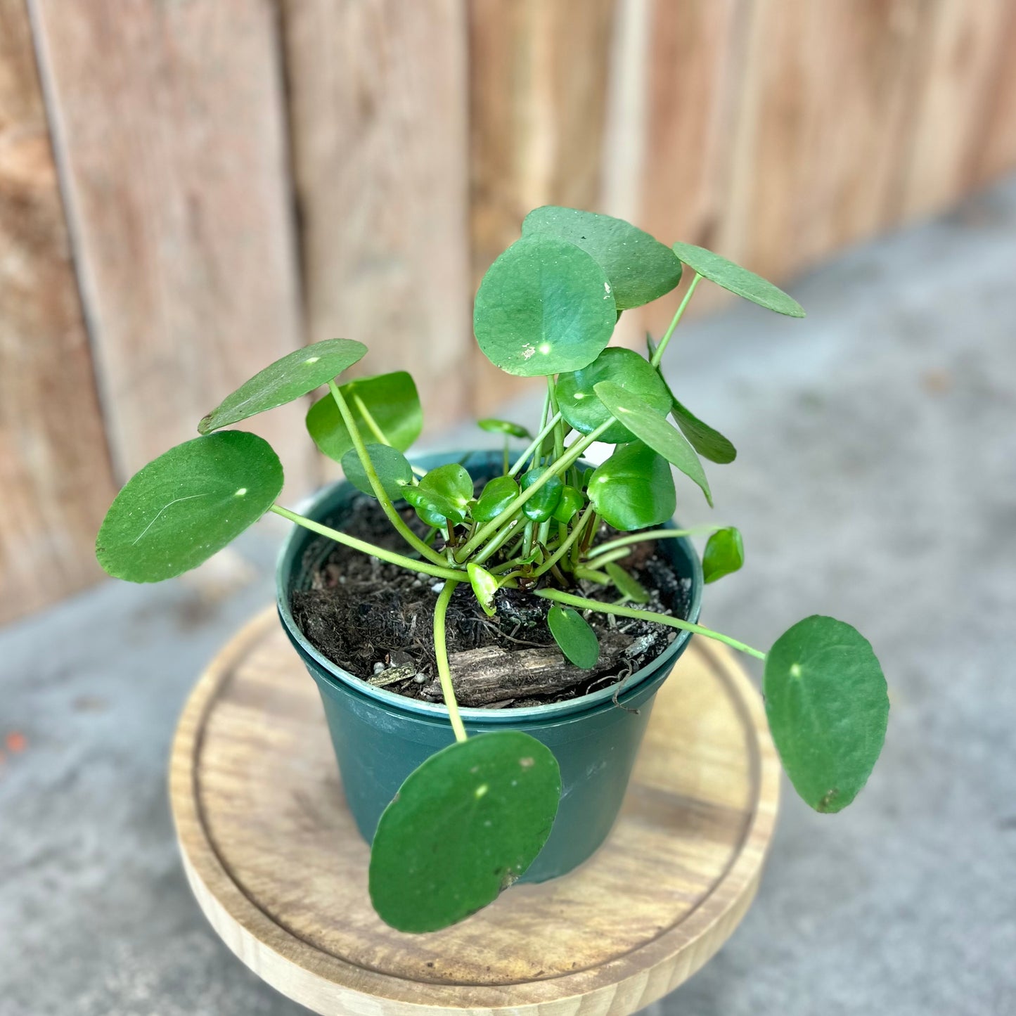 Pilea Peperomiodes