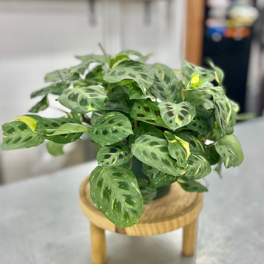 Maranta Variegated