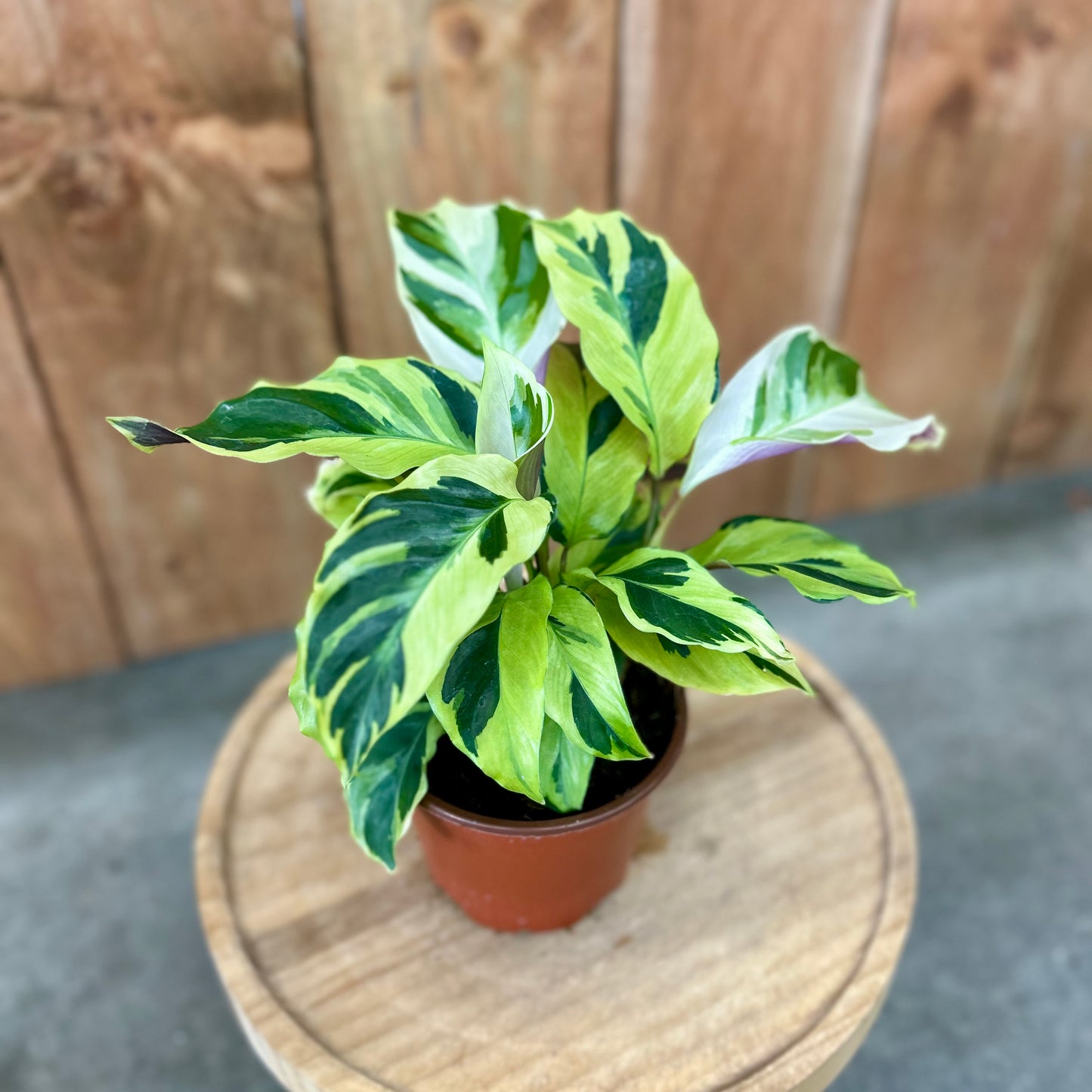 Calathea Yellow Allusion