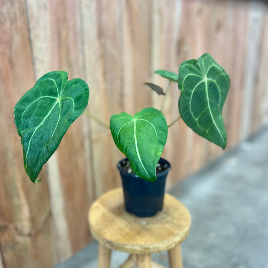 Anthurium Forgetii