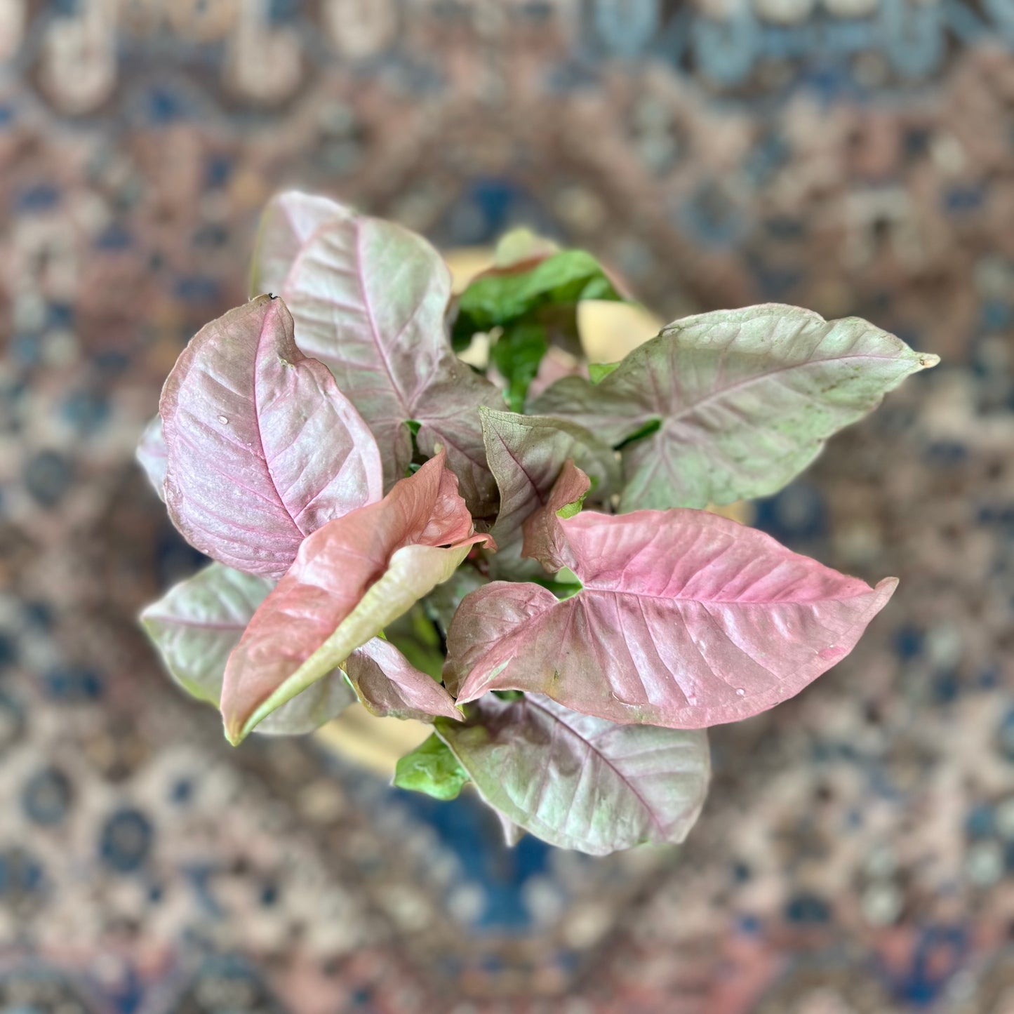 Syngonium Pink Neon