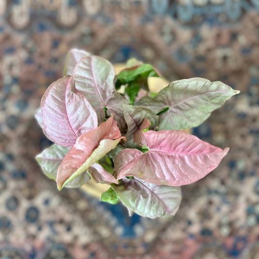 Syngonium Pink Neon