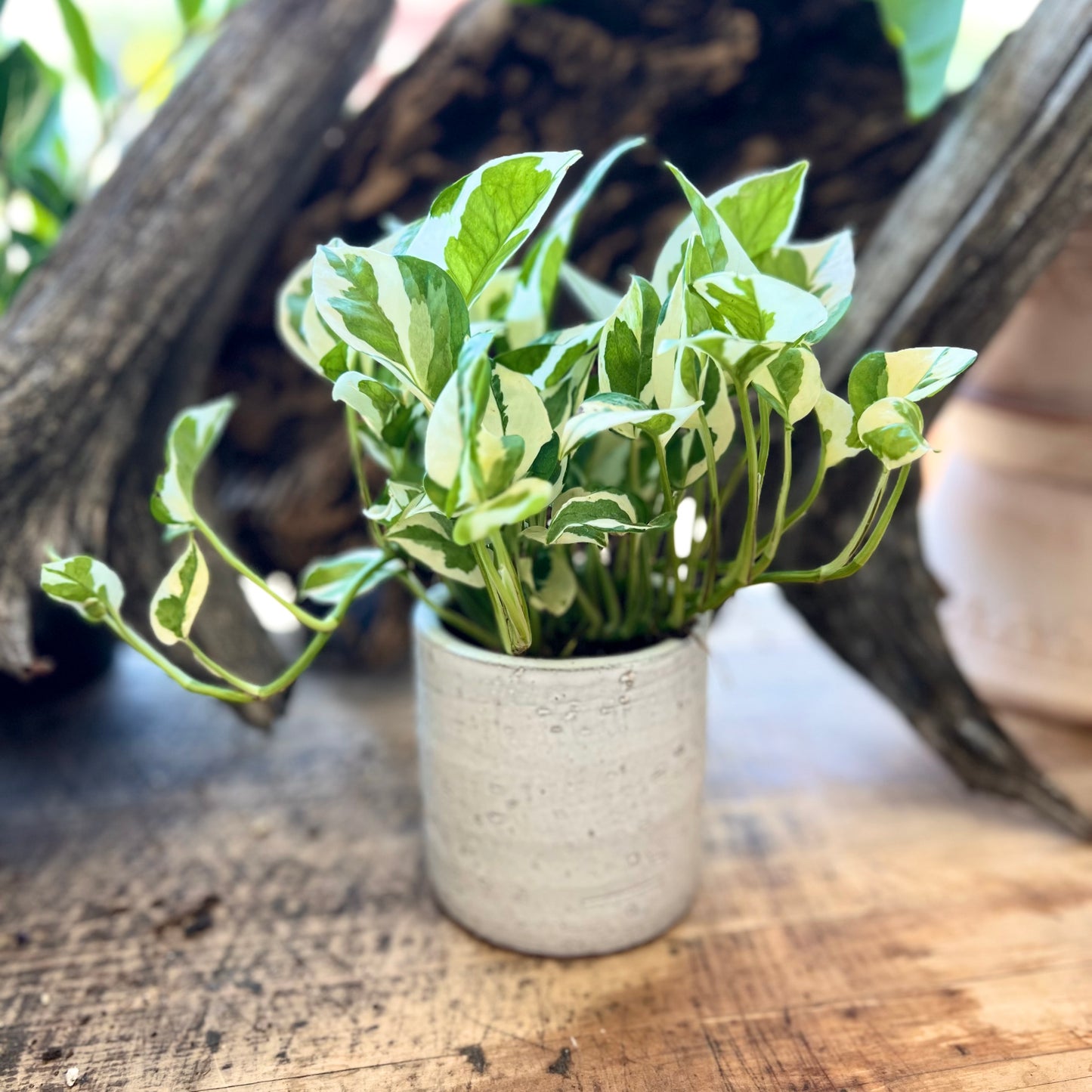 Pothos Pearls & Jade in Adelhart Pot