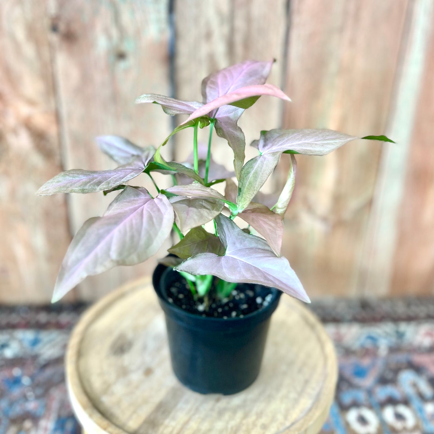 Syngonium Pink Perfection