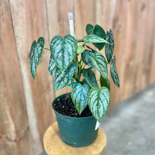 Philodendron Brandi