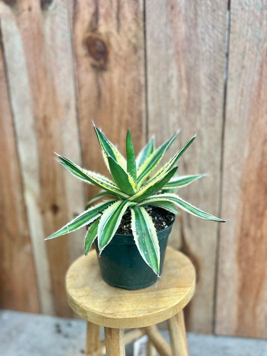 Agave lophantha 'Quadricolor'