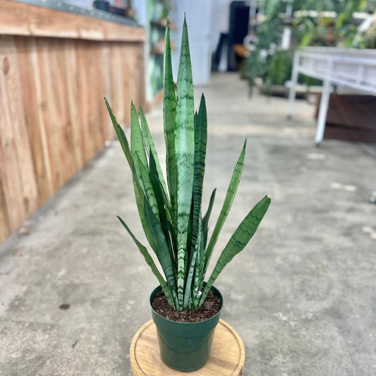 Sansevieria 'Spearmint' (Snake Plant)