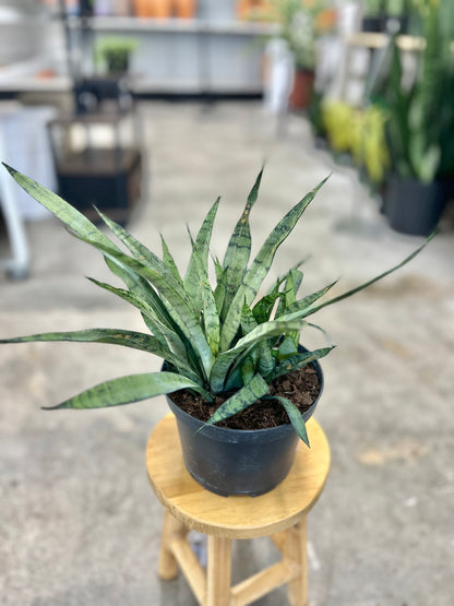 Sanseveria Silver Streak