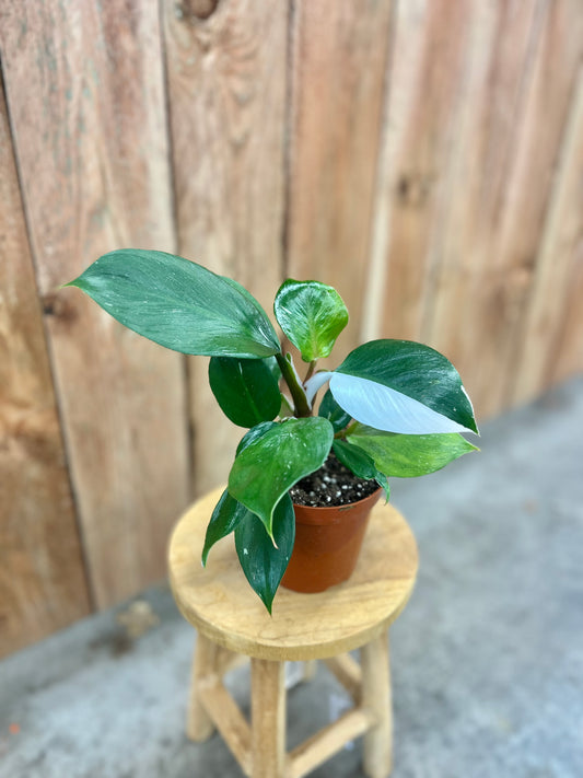 Philodendron White Knight