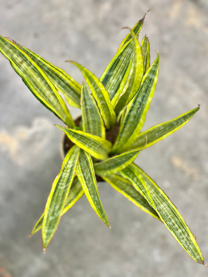 Sansevieria 'Lauren' (Snake Plant)
