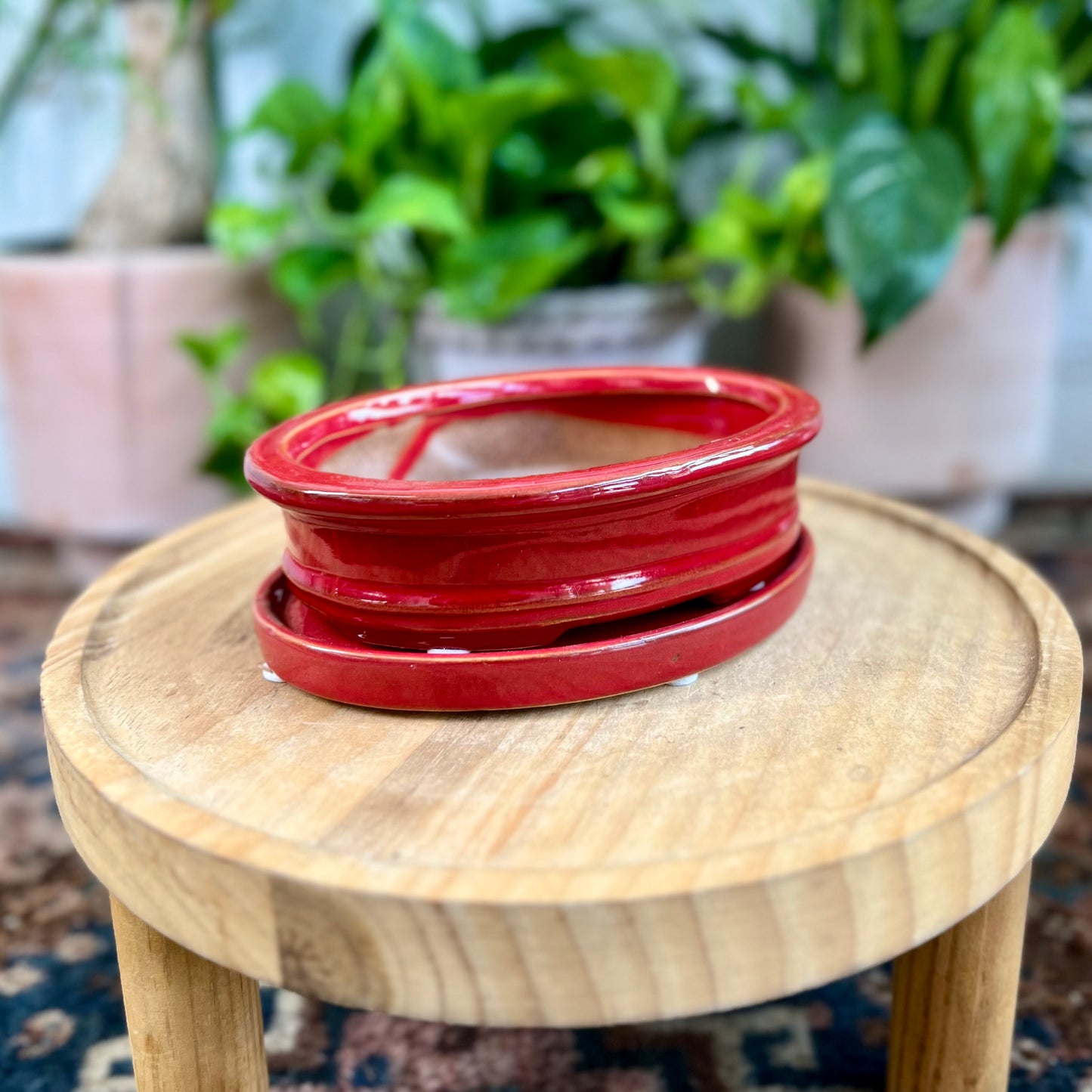 6" Bonsai Planter w/ Sacuer