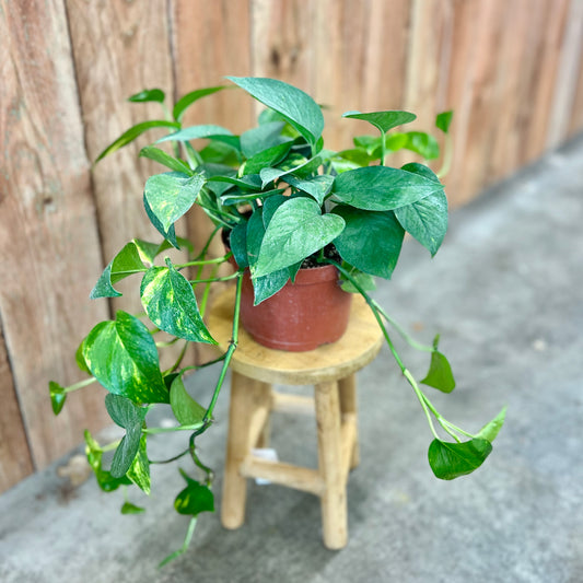 'Golden' Pothos (Epipremnum aureum)