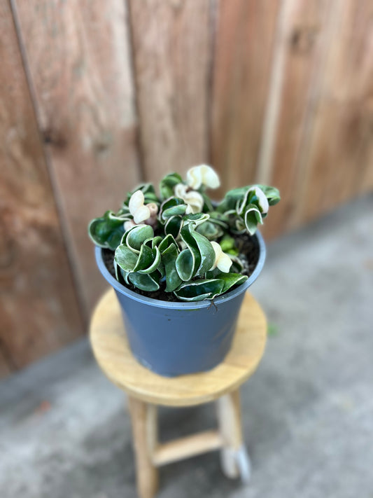 Hoya-Compacta Variegated