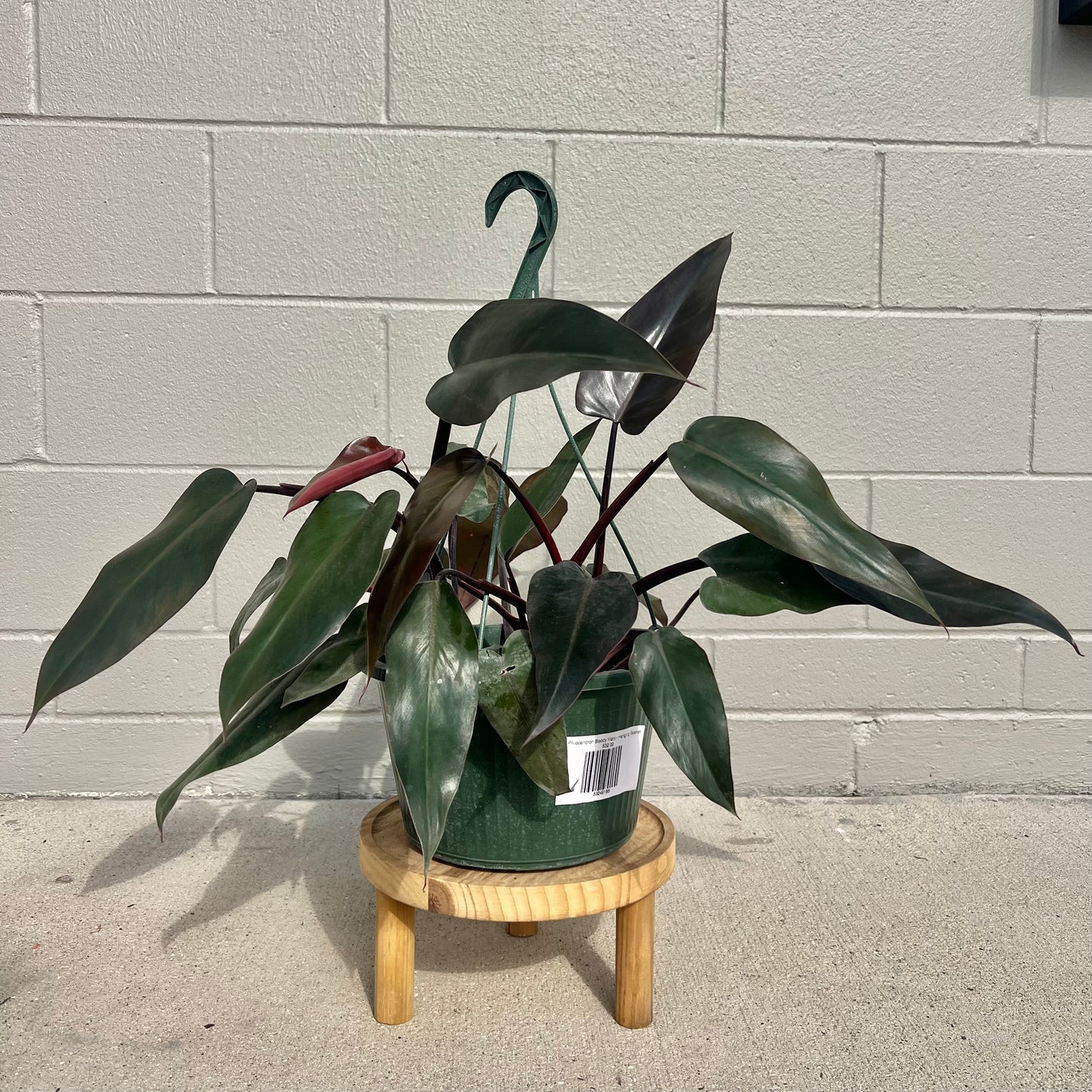 Philodendron 'Bloody Mary'