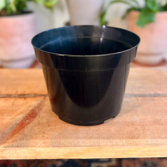 Growers Pot - Black - 6" AZ