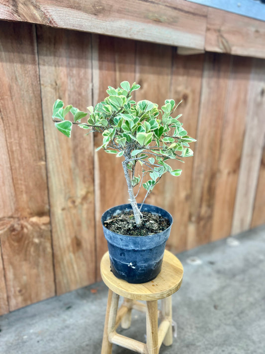 Bonsai Tree