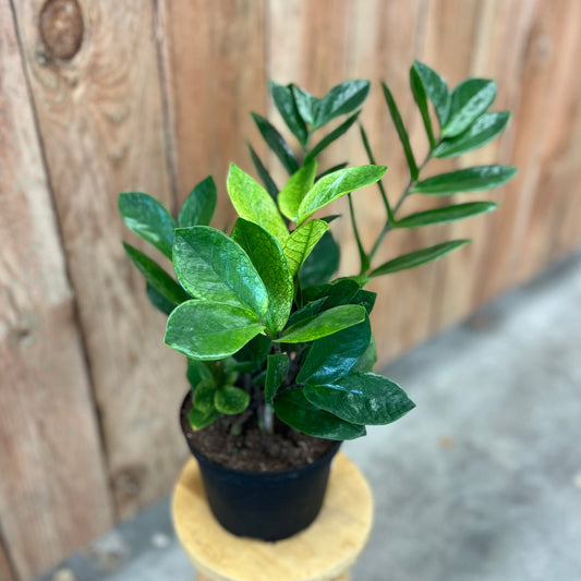 ZZ Plant 'Chameleon' (Zamioculcas zamiifolia)