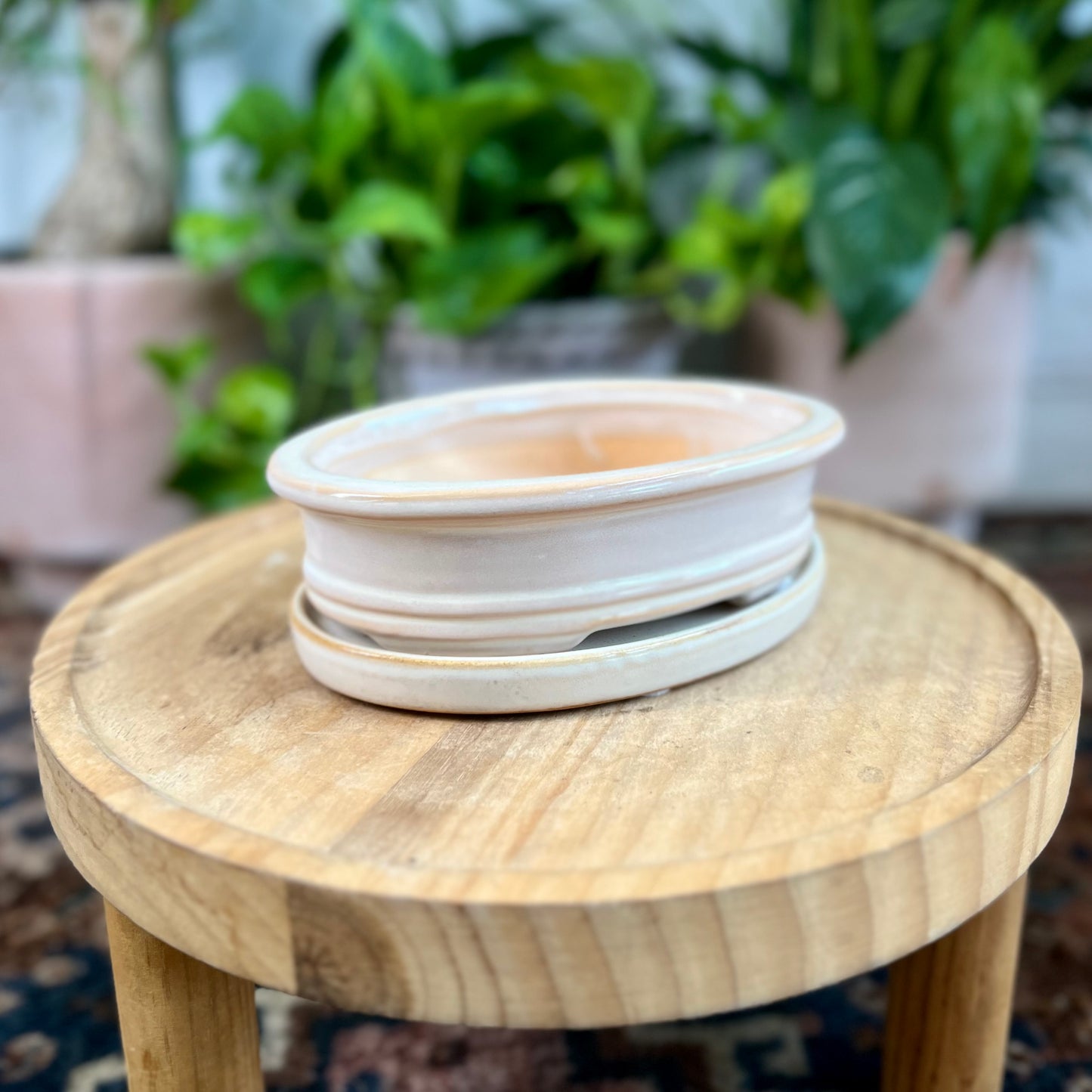 6" Bonsai Planter w/ Sacuer