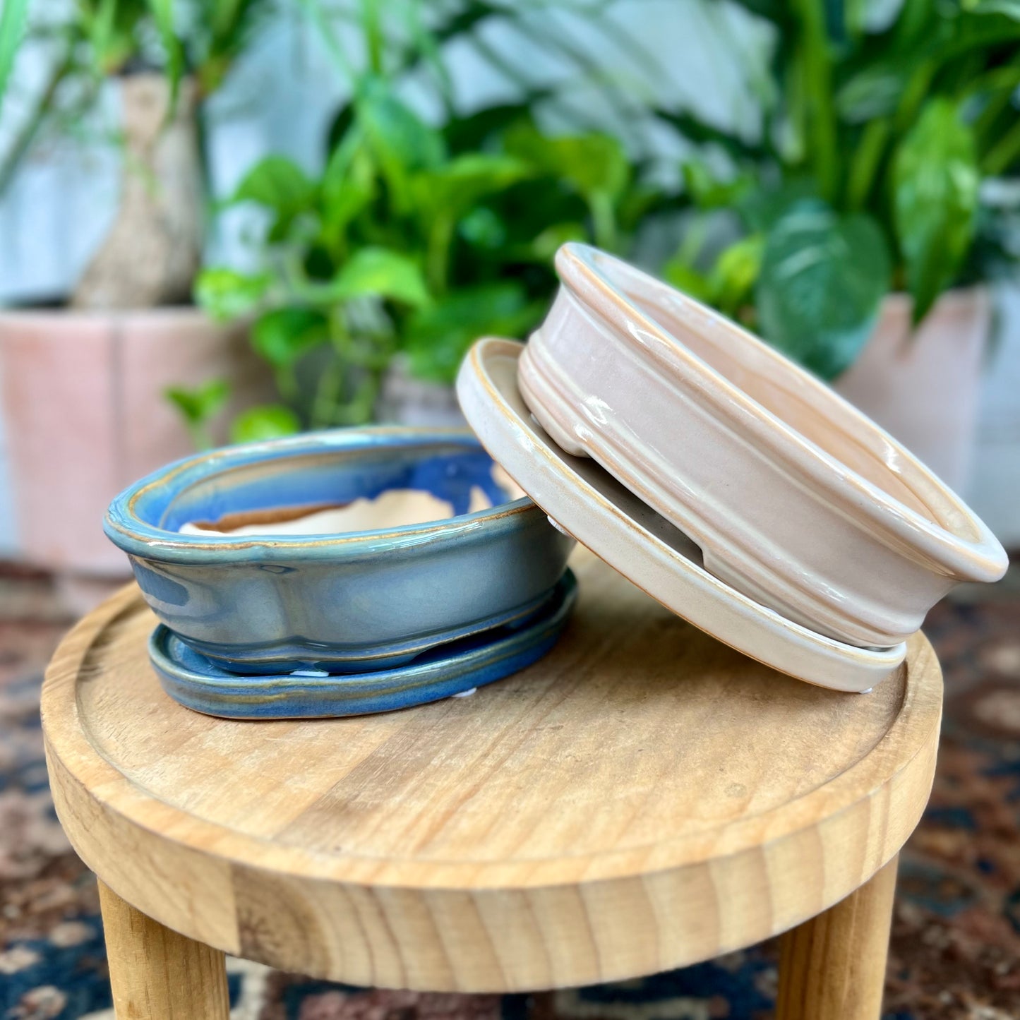 6" Bonsai Planter w/ Sacuer