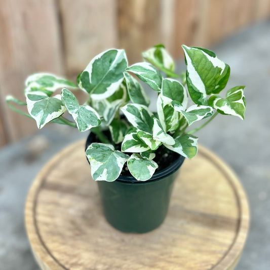 'N'Joy' Pothos (Epipremnum aureum)