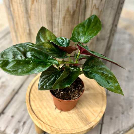 Syngonium Red Arrow