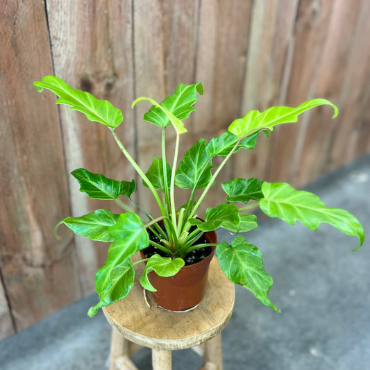 Philodendron Golden Xanadu