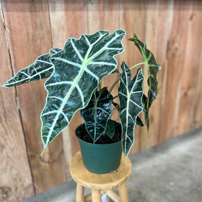 Alocasia Polly